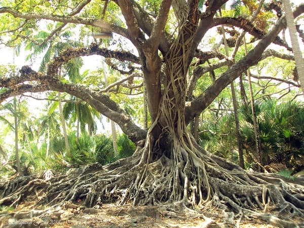Saddle Peak trek Saddle Peak trek