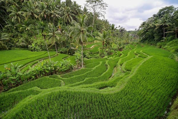 Tegalalang Rice Terrace walk Photo 3