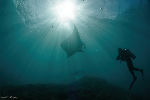 Manta ray snorkel/dive at Manta Point Photo 3