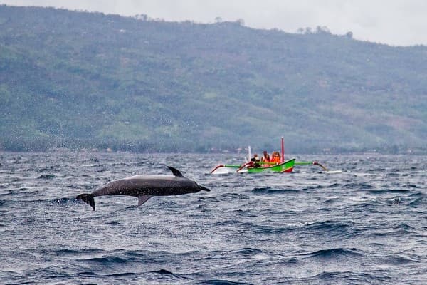 Dolphin watching cruise at Lovina Photo 2