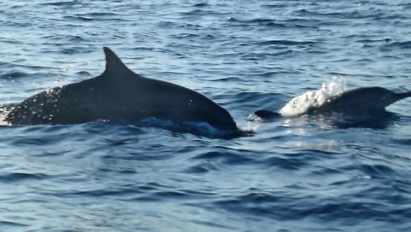 Dolphin watching cruise at Lovina Photo 3