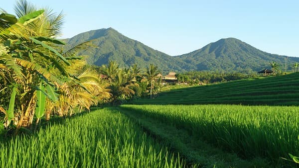 Tegallalang rice terraces, Ubud Tegallalang rice terraces, Ubud