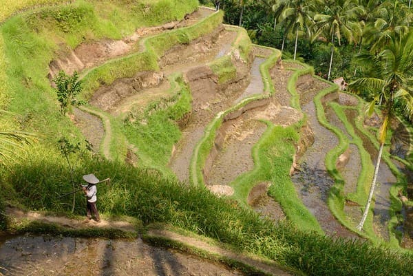Ubud, Indonesia - Tegallalang Rice Terraces Ubud, Indonesia - Tegallalang Rice Terraces