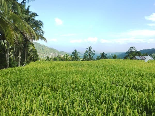 Bali-Munduk-Rizieres (23) Bali-Munduk-Rizieres (23)