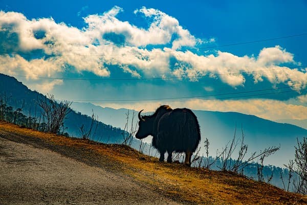 Yak at Chele la pass Yak at Chele la pass