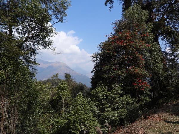 Jigme Singye Wangchuck National Park Jigme Singye Wangchuck National Park