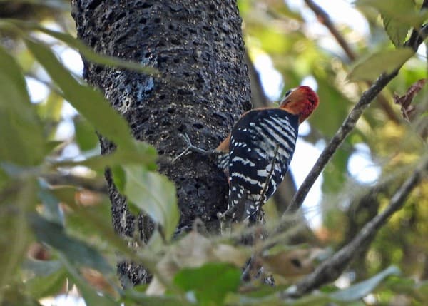 Rufous Bellied Woodpecker, Jigme Singye Wangchuck National Park Rufous Bellied Woodpecker, Jigme Singye Wangchuck National Park