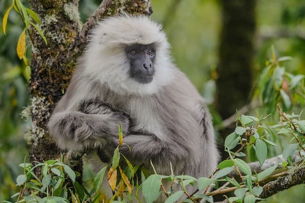 Grey Langur, Bhutan 200425.2 Grey Langur, Bhutan 200425.2