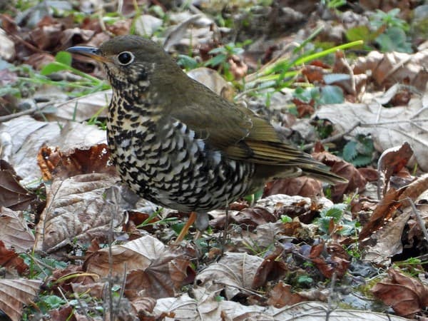 Alpine Thrush, Jigme Singye Wangchuck National Park Alpine Thrush, Jigme Singye Wangchuck National Park