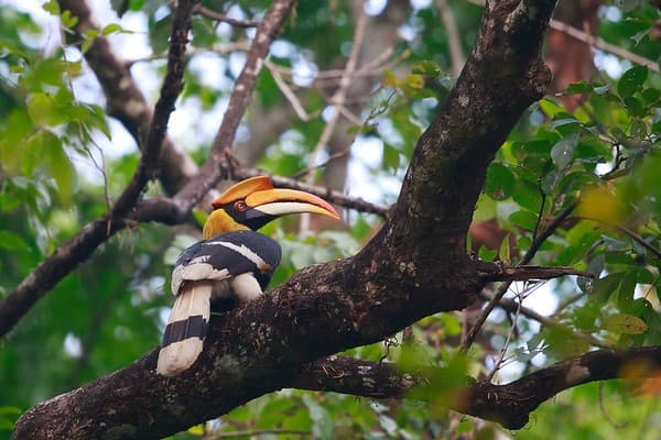 Royal Manas National Park Royal Manas National Park