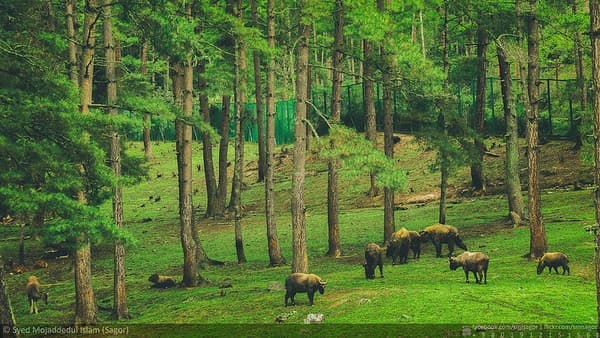 Motithang Takin Preserve Motithang Takin Preserve