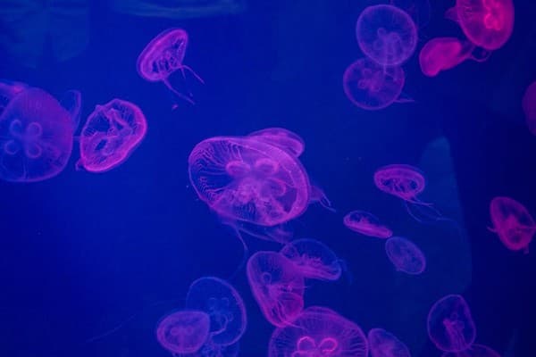 Dubai Aquarium & Underwater Zoo Photo 3