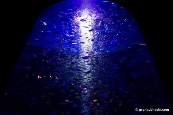 Cylindrical Aquarium, The Lost Chambers, Dubai Cylindrical Aquarium, The Lost Chambers, Dubai