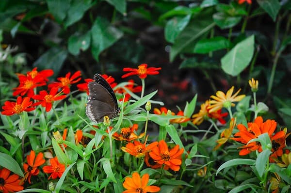 Dubai Butterfly Garden Dubai Butterfly Garden