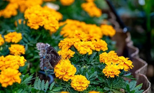 A butterfly rests elegantly on vibrant yellow marigolds in a garden setting. A butterfly rests elegantly on vibrant yellow marigolds in a garden setting.