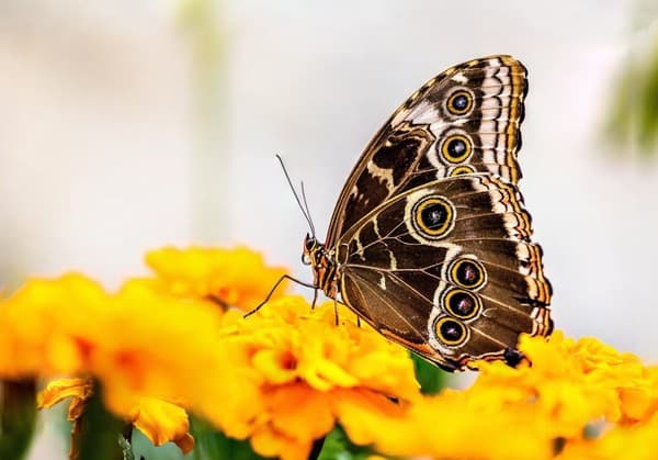 A stunning close-up of a Blue Morpho butterfly gracefully perched on vibrant marigold flowers. A stunning close-up of a Blue Morpho butterfly gracefully perched on vibrant marigold flowers.
