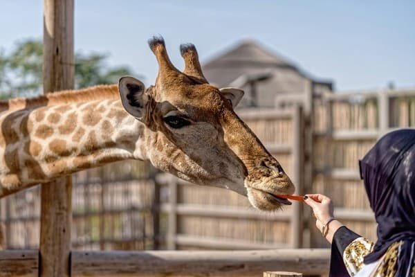 A woman feeding a giraffe a carrot at a zoo in Dubai, UAE. A woman feeding a giraffe a carrot at a zoo in Dubai, UAE.