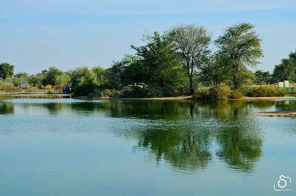 Love lake - Al Qudra Love lake - Al Qudra