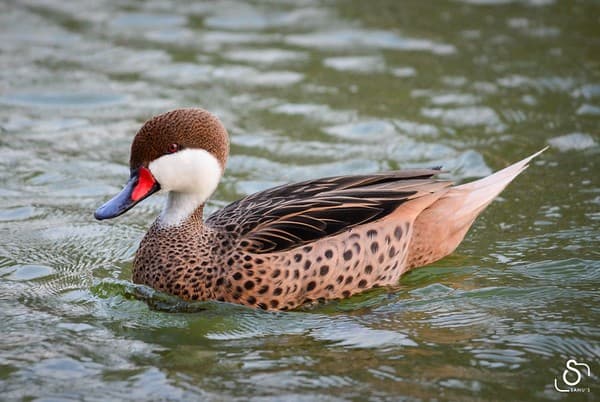 Al Qudra Lake - Trip Pics Al Qudra Lake - Trip Pics