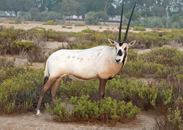 Arabian Oryx (Oryx leucoryx) - 20251112-02 Arabian Oryx (Oryx leucoryx) - 20251112-02