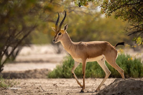 Arabian sand Gazelle Arabian sand Gazelle