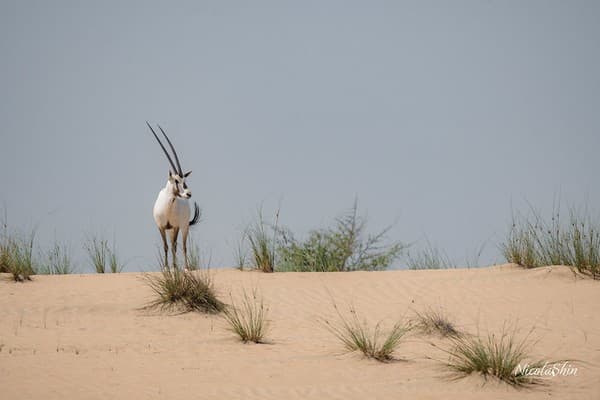 Oryx Oryx