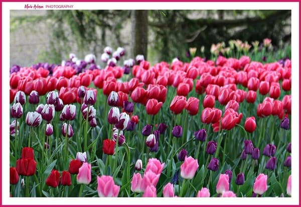 colors to please.... colors to please....