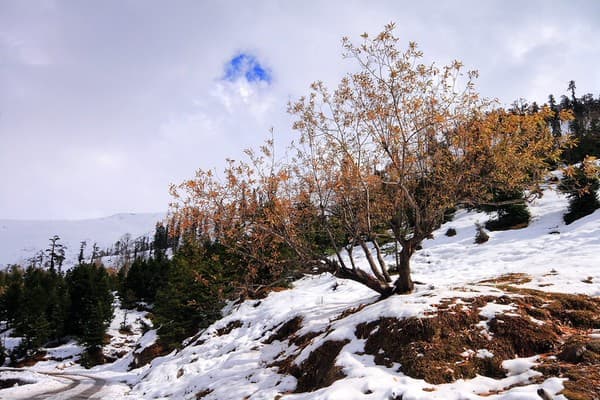 Skiing and snow play at Kufri Photo 1