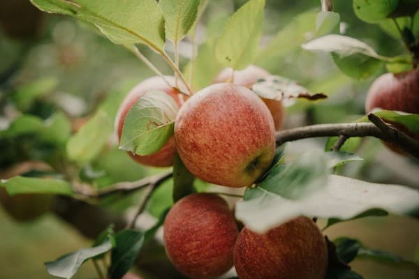 Apple orchard tours and tasting Photo 3