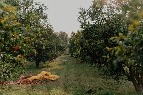 Apple orchard tours and tasting Photo 2