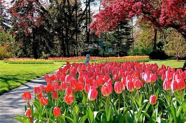 Indira Gandhi Memorial Tulip Garden (seasonal Mar–Apr) Photo 2