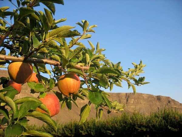 Manasbal–Wular apple and walnut orchard tours Photo 3