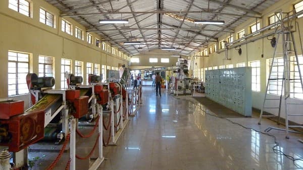 Tea plantation tour and KDHP Tea Museum Photo 2