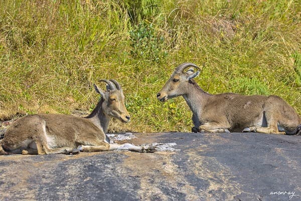 Eravikulam National Park (Nilgiri tahr spotting) Photo 1