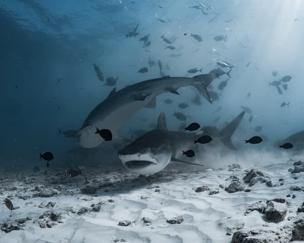 Tiger shark dive Tiger shark dive