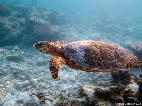 Turtle snorkeling Photo 1