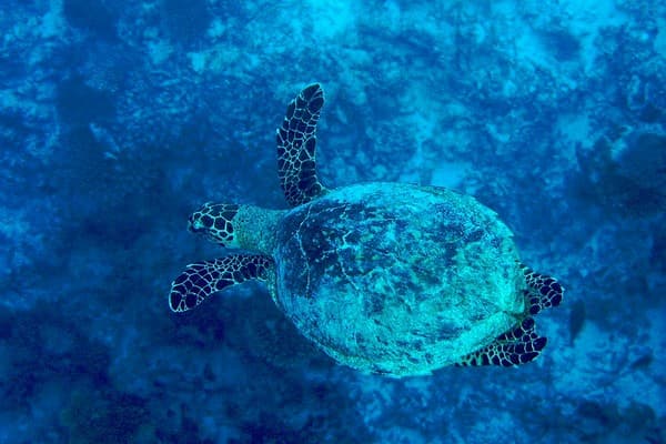 Turtle snorkeling Photo 2
