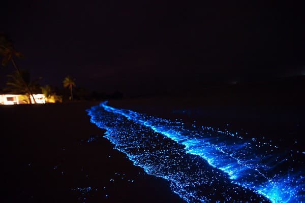 plankton bioluminescence maldives kuredu plankton bioluminescence maldives kuredu