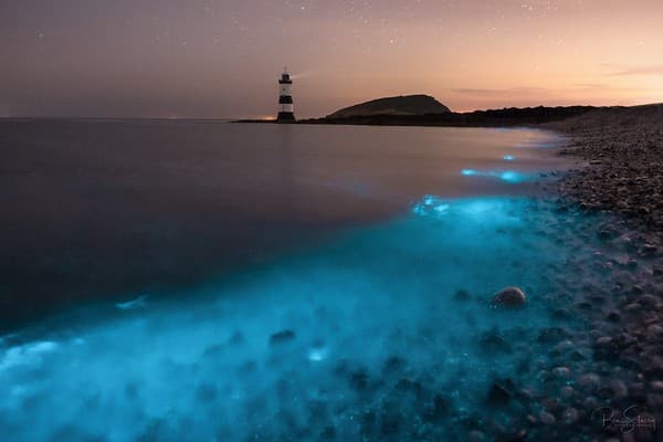 Bioluminescent Plankton Bloom, Anglesey Bioluminescent Plankton Bloom, Anglesey