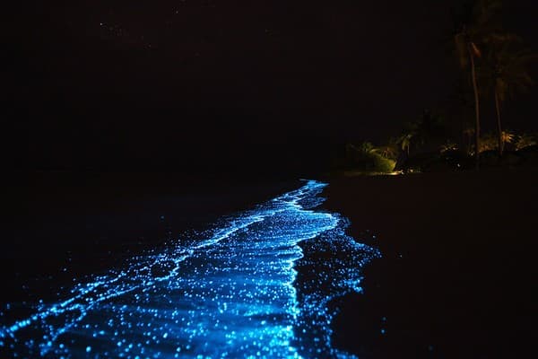 plankton bioluminescence maldives kuredu plankton bioluminescence maldives kuredu