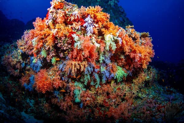 Maldives diving - HP reef Maldives diving - HP reef