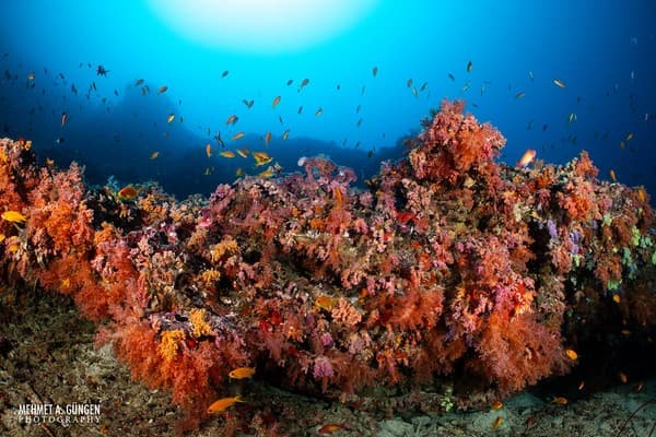 HP Reef (Girifushi Thila) HP Reef (Girifushi Thila)