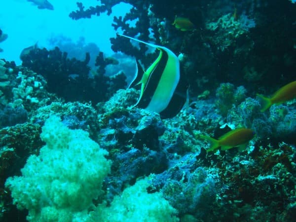 Banana Reef Banana Reef