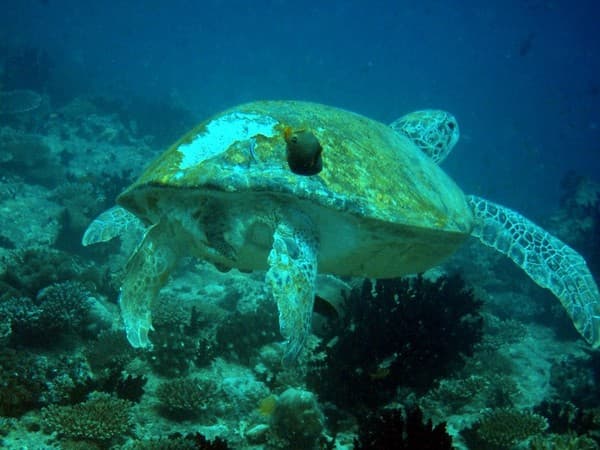 Banana Reef Banana Reef
