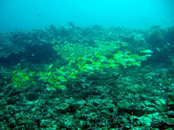 Banana Reef Banana Reef