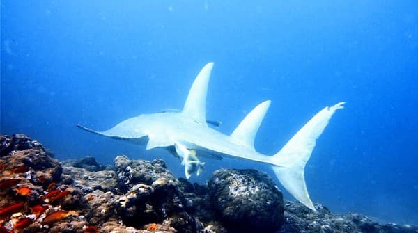 Rhynchobatus djiddensis Rhynchobatus djiddensis