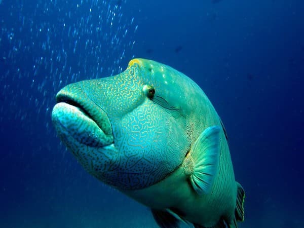 Fish Head (Mushimasmingili Thila) Fish Head (Mushimasmingili Thila)