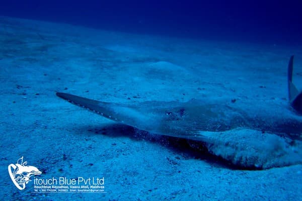 Guiter Shark, Keyodhoo, Maldives Guiter Shark, Keyodhoo, Maldives