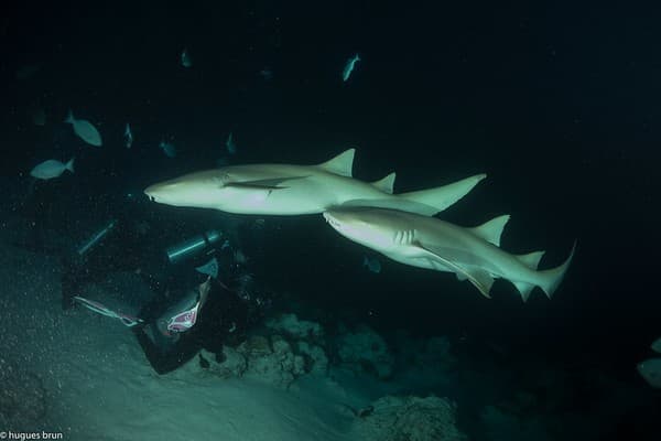 Alimatha House Reef - Maldives - Lieux 7120.jpg Alimatha House Reef - Maldives - Lieux 7120.jpg