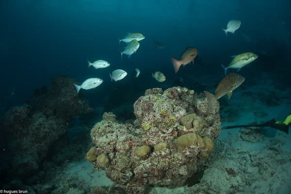 Alimatha House Reef - Maldives - Lieux 7090.jpg Alimatha House Reef - Maldives - Lieux 7090.jpg